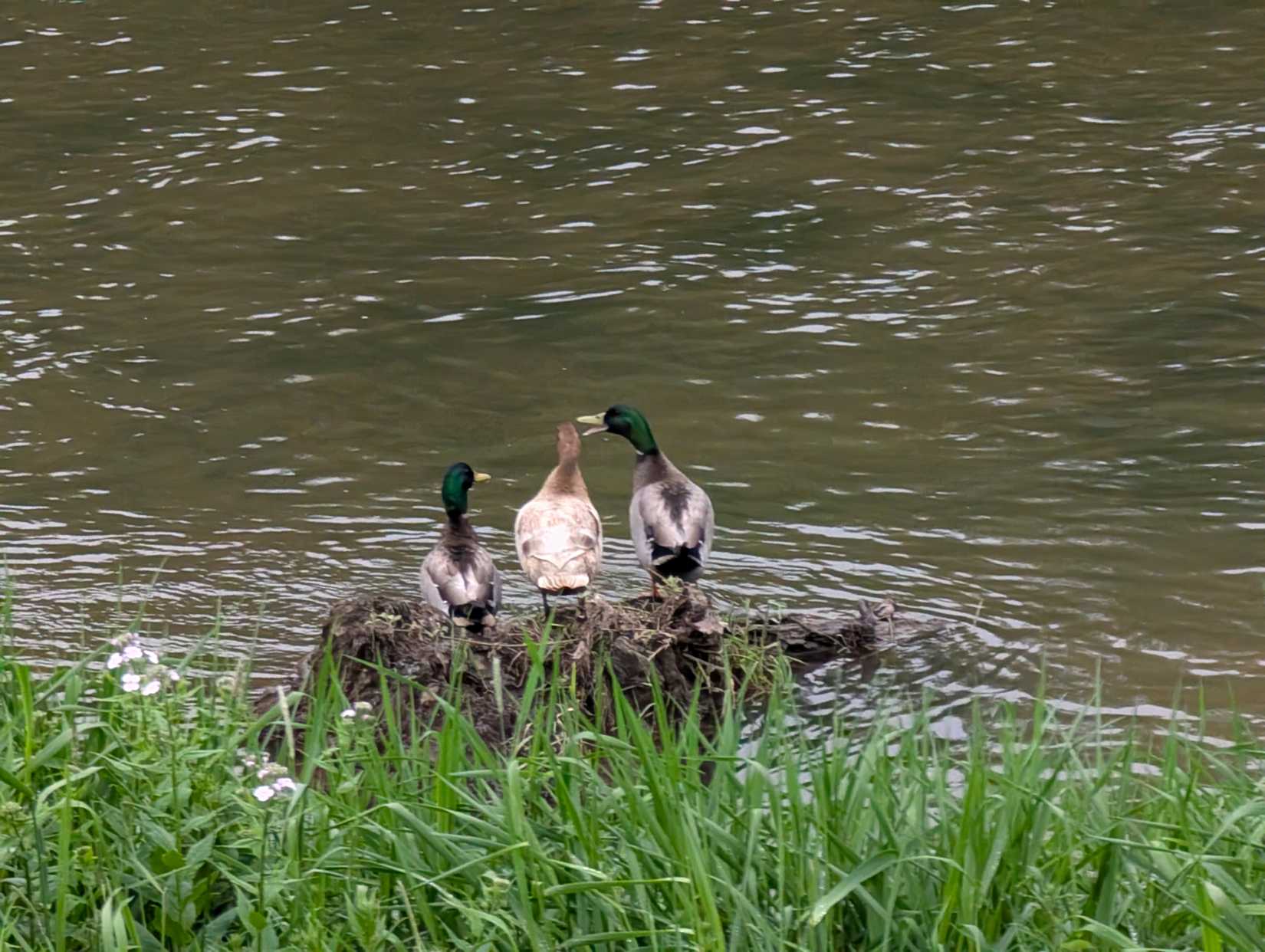 Some ducks on a river. 